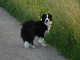 from Shamrock Country