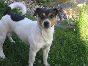 Wolfi gen. Thor vom sechsten Kontinent