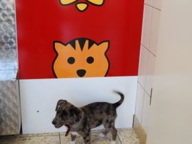 Tierarztpraxis Dr. Nadja Hultsch