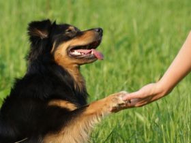 Hundesportplatz "Little Hill"