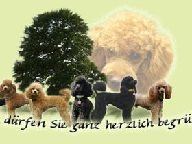 von der lichten Eiche