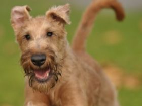 Aus dem alten Garten