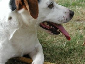 Addison J. gen. Cooper