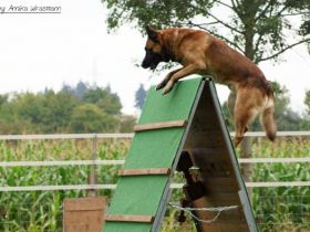 Verein für Gebrauchshunde Korbach e. V. , Am Melm, 34497 Korbach