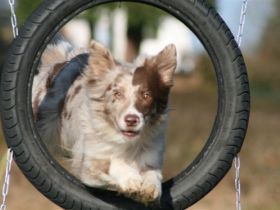 Hundeschule Klementschitz