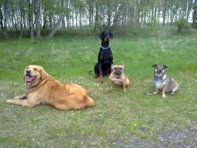 PfötchenFarm -Ihr Hund in besten Händen-