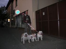 Mobile professionelle Hundeschule