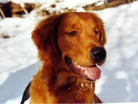 Sunshine of the Cranberrylake