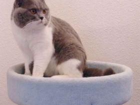 vom Baumwollschlößchen