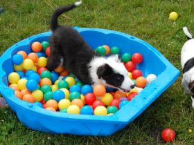 Gertrud`s Hundewelten