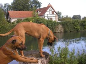 Rhodesian Ridgeback von der Hedermühle