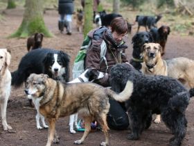Hamburger Hundeausgehservice