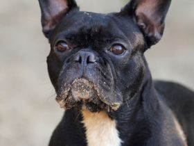 Avingnon - der Womanizer