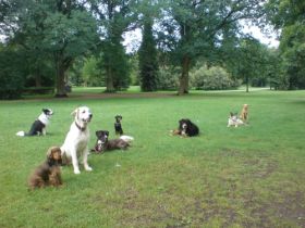 DogsRus / Verhaltenstraining / Mona Smith