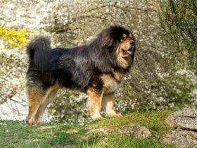 Günga Nima´s Do Khyi