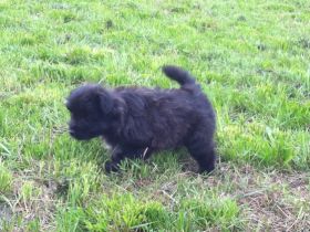 Hundefreunde Bad Urach und Umgebung