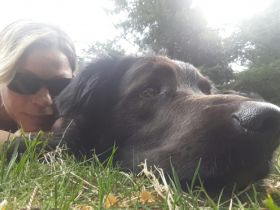 Mensch & Tiersuche- Hundetraining u. Pension