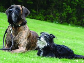 Hundeschule im Revier