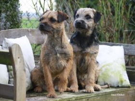 Hundepension Heineck