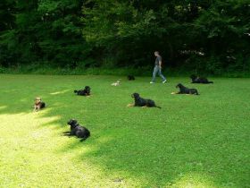 Hundeschule   -Frankenalb-