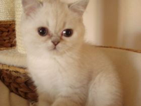 von der Wuschelbande