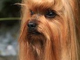 vom Haus English Cream