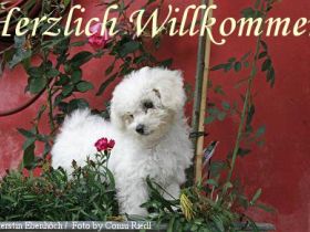 Tierhotel am Flughafen Hunde und Katzenpension