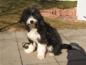 Hundeschule D. Ruebhausen