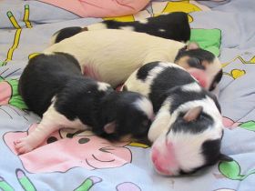 from the beautiful Snowflower