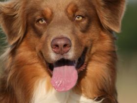 Fairydust´s Spunky Gangsta "Sam"