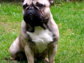 Aragon Buddy vom Heiligenhauser Berg