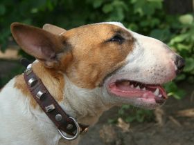 Dragon Flame`s Mephisto