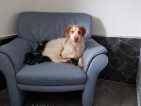 Hundeschule & Hundepension Canis Lupus