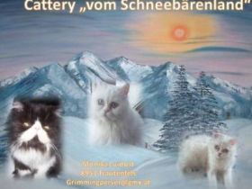 vom Schneebärenland