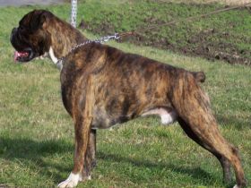 Jun.Sgr. ROMULUS J.A.L.SANDOW