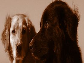 Naturalny WILK Hundeschule