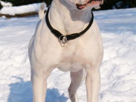 Gr.Ch. Chestnut's Little Kokopelli of WMK