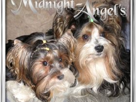 Midnight-Angel's