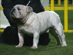 DRAGON WHITE Z Bezimiennego Zamku