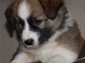 Lovely little Angel`s