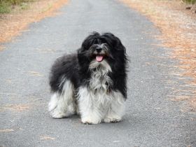 Schmusi 'Cayo' von den Flauschköpfen