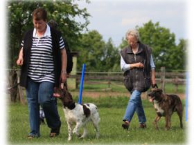 mobile-hundeschule-erftstadt
