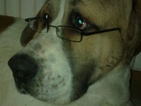 Wild Dogs-Hundetrainingszentrum Thüringen