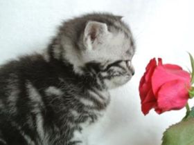 of Duke Mystic Falls