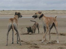 Kleintierpraxis Gesine Knopf