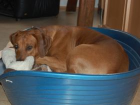 Hundepension: Carolin's kleine Hunde- Ranch