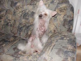 Chinese Crested