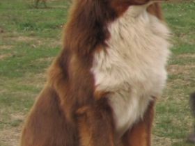 Red Devil of Cornwall Dream