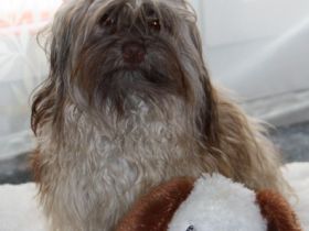 Willie von der Wolfspfote