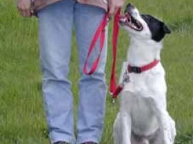 Artgerechte Hundeerziehung, Dr. Andrea Kleist